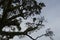 Old tree with moss on evening sky background. Huge tree in forest.