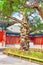 Old tree near Temple of Confucius at Beijing - the second larges