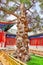 Old tree near Temple of Confucius at Beijing - the second larges