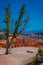 Old tree pinyon pine tree located in Bryce Canyon National Park Utah in a gorgeous blue sky background