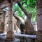 Old tree in Ranakpur Jain Temple (Rajasthan, India)