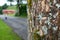 Old tree beside the road with blurred motor scooter