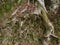 Old tree roots and aged trunk with green moss and red leaves