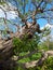 Old tree at Saon Monastery