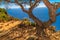 Old Tree and scenic ocean view