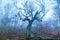 Old tree snag without leaves on a foggy autumn day in the mountains