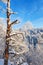 Old tree snag in a winter forest