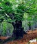 Old tree in spring with green leaves