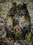 An old tree stump with a carved smiling face in the forest. An old stump covered with moss.