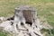 Old tree stump in the city forest park