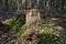 Old tree stump close-up in the dense forest.