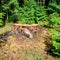 An old tree stump in a coniferous forest.