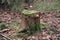 Old tree stump covered with moss