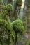 An old tree stump covered with soft green moss in Gortin Glen  Forest Park, Northern Ireland. Fairy forest, natural background,