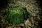 Old tree stump in the forest and foliage