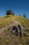 Old Tree Stump and Huckleberry Mountain Fire Tower