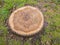 Old tree stump with ideal round shape.