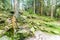 Old tree stump and mossy green rocks in a forest