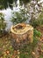 Old tree stump near the lake in the forest