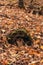 An old tree stump overgrown with green short moss plant in the autumn forest. Fallen yellow and brown leaves carpet