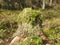 Old tree stump overgrown with moss and lichen in the autumn forest