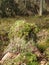 Old tree stump overgrown with moss and lichen in the autumn forest