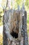 Old tree stump with a rotten middle and a hole in the forest