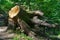 A old tree stump, sawed down