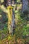 Old tree stump in woodland, covered with moss