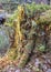 Old tree stump in woodland, covered with moss