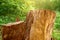 Old tree stumps in natural background