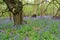 An old tree surrounded by Bluebells in Trosley country park