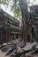Old tree at Ta Phrom in Angkor Wat, Cambodia