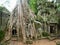 Old tree at Ta Phrom in Angkor Wat, Cambodia