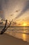 Old tree trunk on the beach with dreamy scenic sunset sky backgr