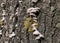 Old tree trunk close up with moss and wild colony of mushrooms