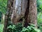 Old  tree trunk with decayed and termite attacked part