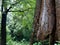 Old  tree trunk with decayed and termite attacked part