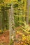 Old tree trunk in a forest