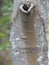 Old Tree Trunk with a Hole where a Branch used to be Looks like a Pitcher