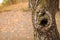 Old tree trunk with hollow bark texture, horizontal natural background with copy space, close up