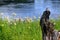 An old tree trunk in a meadow by the river. Old tree trunk lying on a flourishing field near the river.