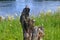 An old tree trunk in a meadow by the river. Old tree trunk lying on a flourishing field near the river.