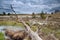 Old tree trunk on swamp with cottongrass