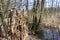 An old tree trunk in a wetland landscape in springtime, Brandenburg