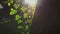 Old tree trunk young green leaves at sunset blinking sun light flares closeup. Fresh green leaves. Sun rays through the