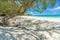 Old tree on the white beach, Samed island, Thailand