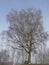 Old tree at Winter impressions at Pilsensee lake, Bavaria, Germany