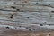 Old tree. wooden board in termites. texture