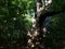 An old tree in the Woods at Sertoma Park